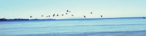 Mindfulness for Health banner