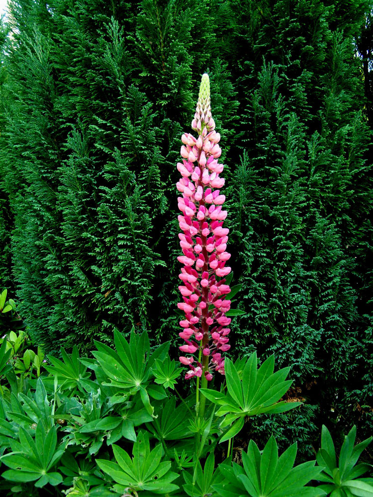 Tall Flower